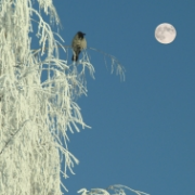 Vrána a měsíc