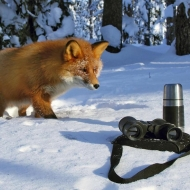 Zvědavá liška