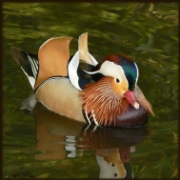 Kachnička mandarínská