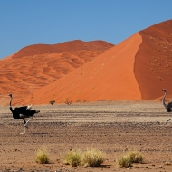 Namibie, hra na honěnou