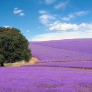 Levandulové pole