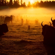 Bizoni v mrazivém ránu