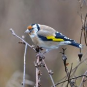 Carduelis