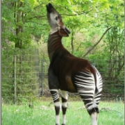 Okapi