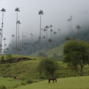 Nejvyšší palma světa Ceroxylon quindiuense, Kolumbie