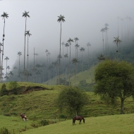 Nejvyšší palma světa Ceroxylon quindiuense, Kolumbie