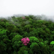 Kvetoucí eben, Francouzská Guyana