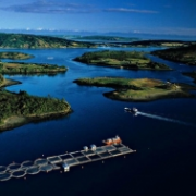 Lososové farmy v Chile