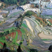 Rýžová pole, Čína
