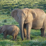 Slonice s mládětem