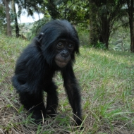 Maličký bonobo