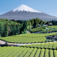 Hora Fudži a čaj