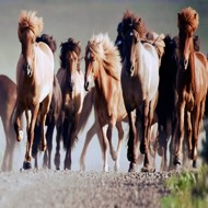 Běžící koně