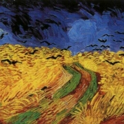 Obilné pole s havrany