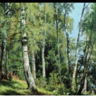 Březový lesík (1896)