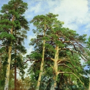 Koruny borovic (1890)