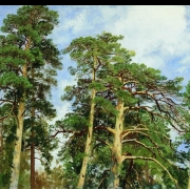 Koruny borovic (1890)