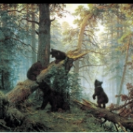 Ráno v borovém lese