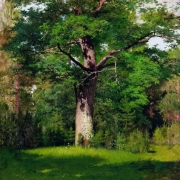 Dub (1880)