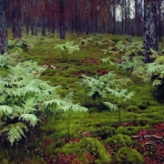 Kapradí v lese (1895)