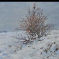 Zasněžený keř