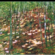 Slunce v lese (1898)