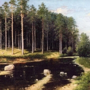 Borový les na břehu říčky