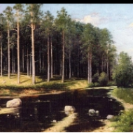 Borový les na břehu říčky