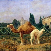 Velbloudice s mládětem