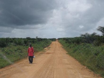 Koncesi v Palm Bay EPO převzalo a 34 398 hektarů půdy srovnalo pro potřeby palem olejných